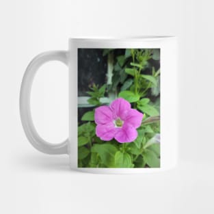 Petunia in front of the window Mug